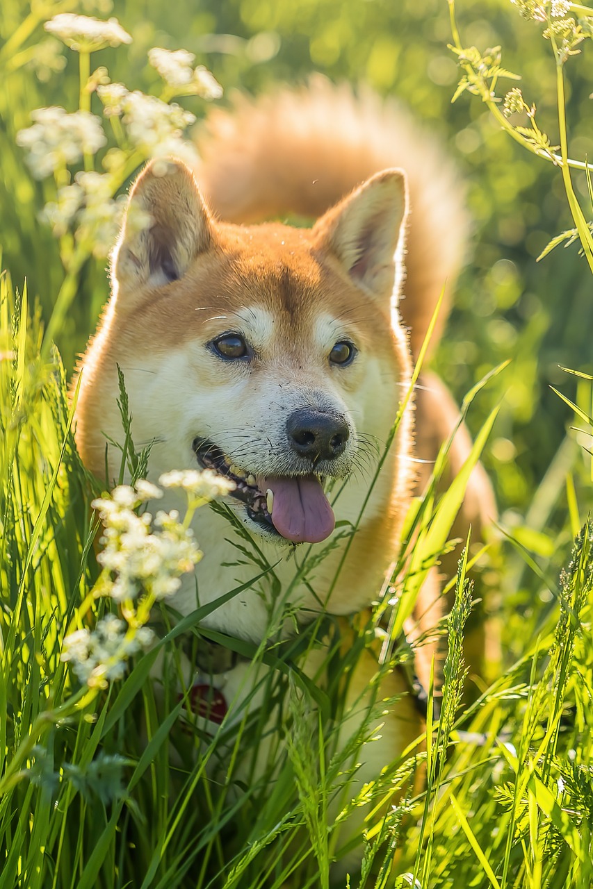 あなたの柴犬も喜ぶ！リフレッシュシャンプーのススメ