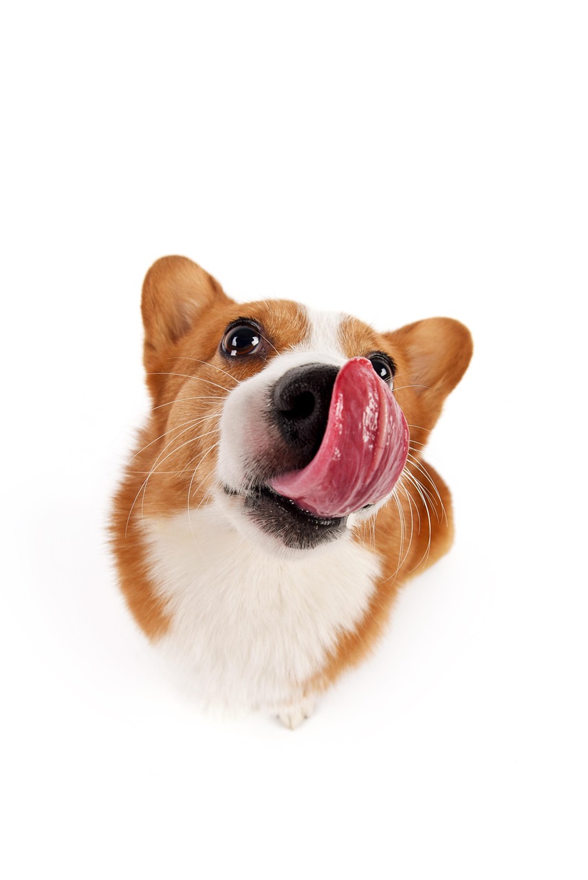 贅沢シャンプーで愛犬を守る！松山のコーギー専門サロン