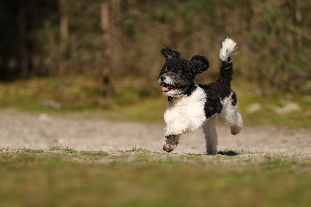 シニア犬向けの特別な施術