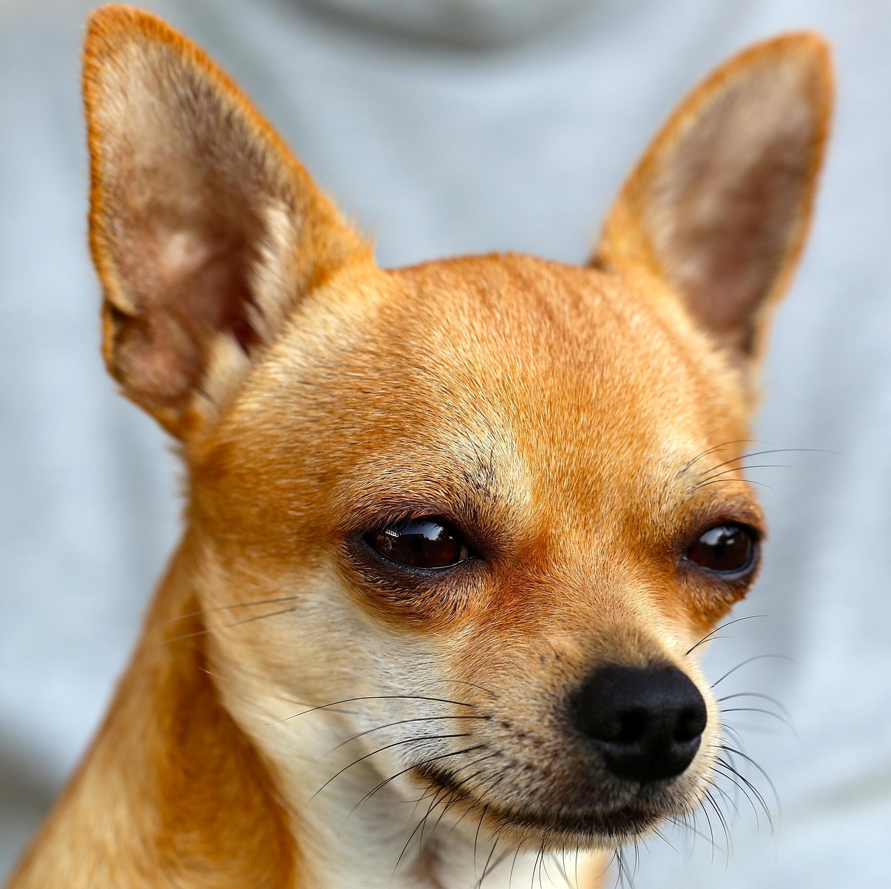 安心と信頼の犬のケア、松山市から