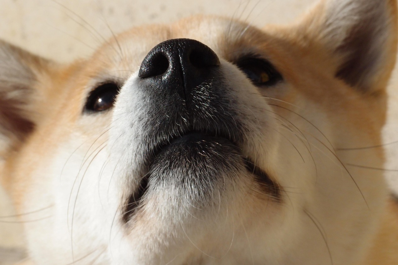 5. 犬の皮膚トラブルとケア方法