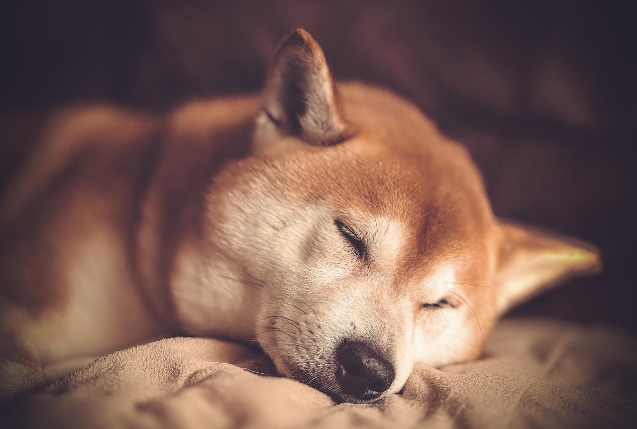 老犬も安心して任せられる、松山市の柴犬シャンプー特集