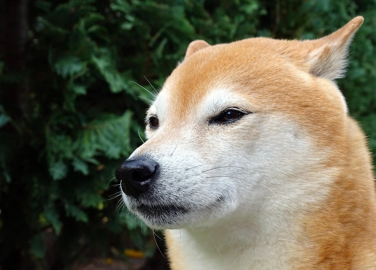 老犬ケアのポイント