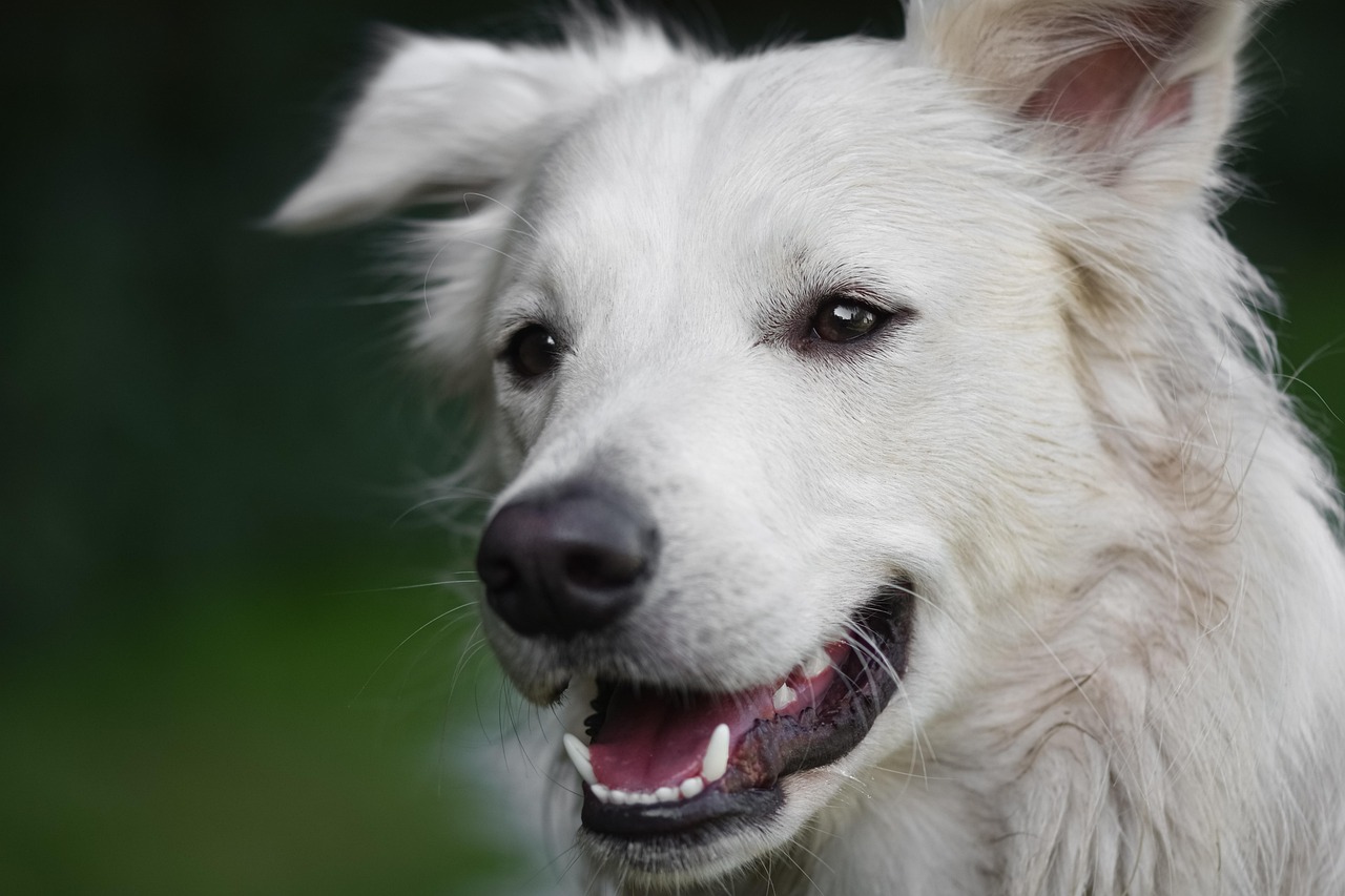 松山の愛犬専門トリミングサロンで、愛犬の美と健康を守ります！