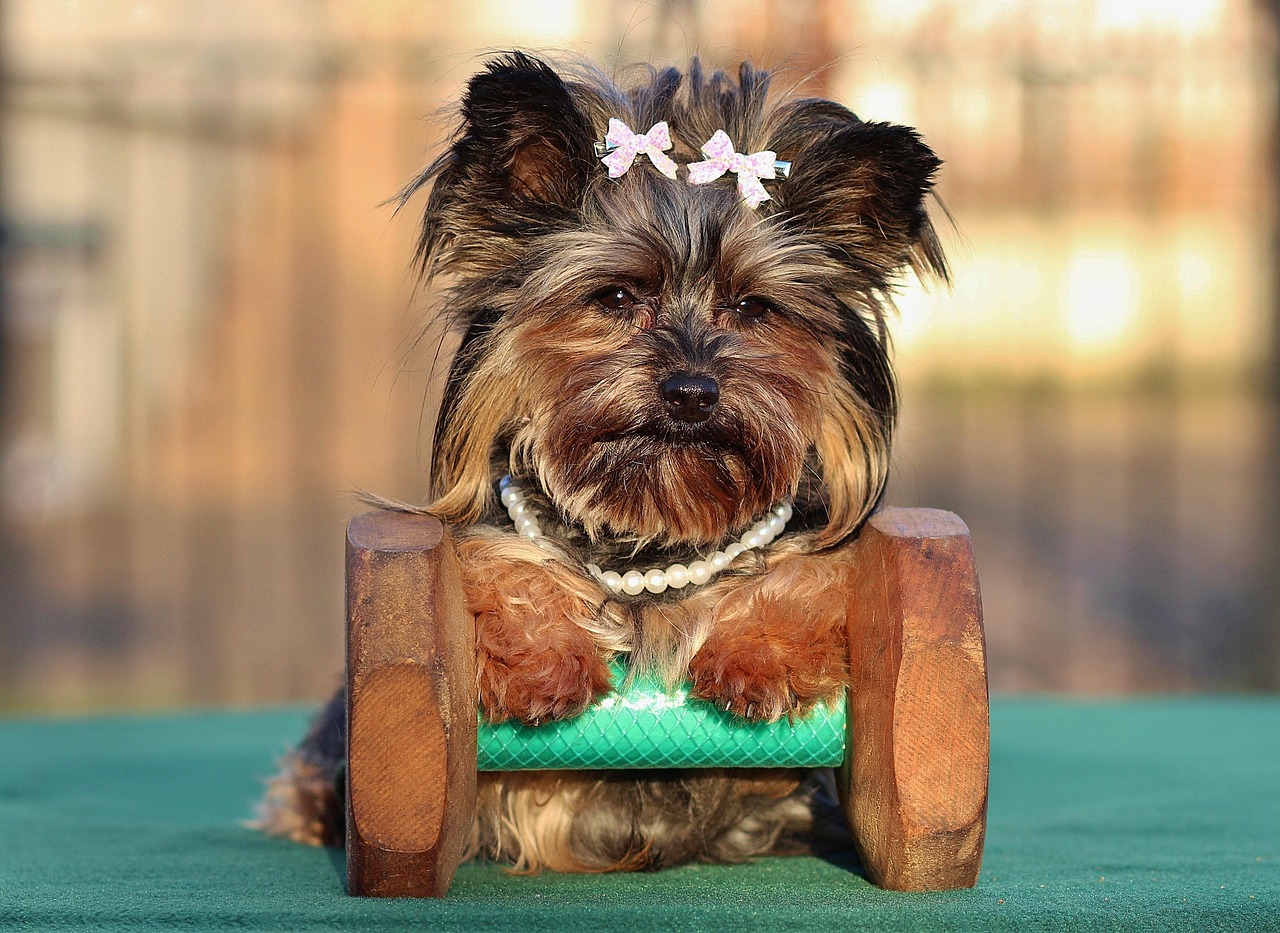 愛犬との絆を深める、究極のヨークシャーテリアカットスタイル！
